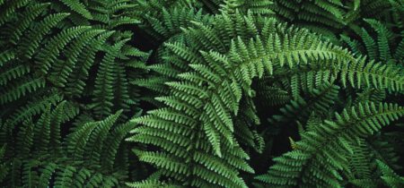 How Often Should You Water Ferns?