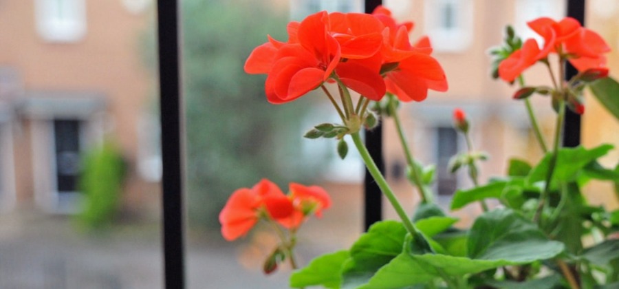 How Much Water Do Geraniums Need?