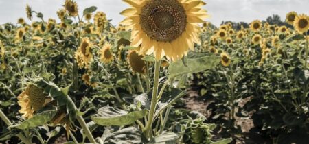 How Much Water Do Sunflowers Need?