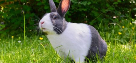 How to Get Rid of Rabbit Poop in Your Yard?