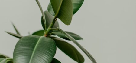 How to Propagate Rubber Plant Like A Pro?