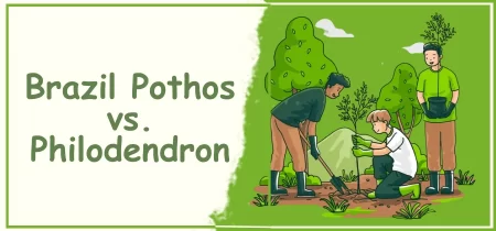 Brazil Pothos vs. Philodendron: Which Houseplant is Right for You?