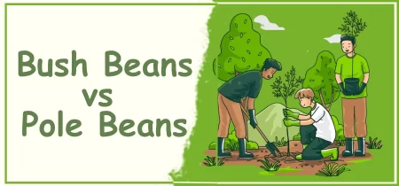 Bush Beans vs Pole Beans: Which is Best for Your Garden and Cooking Needs?
