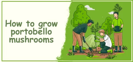 How to Grow Portobello Mushrooms: A Beginner’s Guide