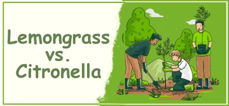 Lemongrass vs. Citronella: Which Keeps the Pests at Bay?