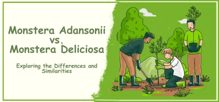 Monstera Adansonii vs. Monstera Deliciosa: Exploring the Differences and Similarities