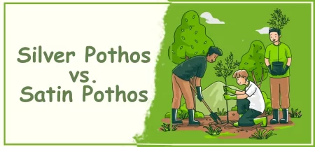 Silver Pothos vs. Satin Pothos: A Complete Comparison Guide